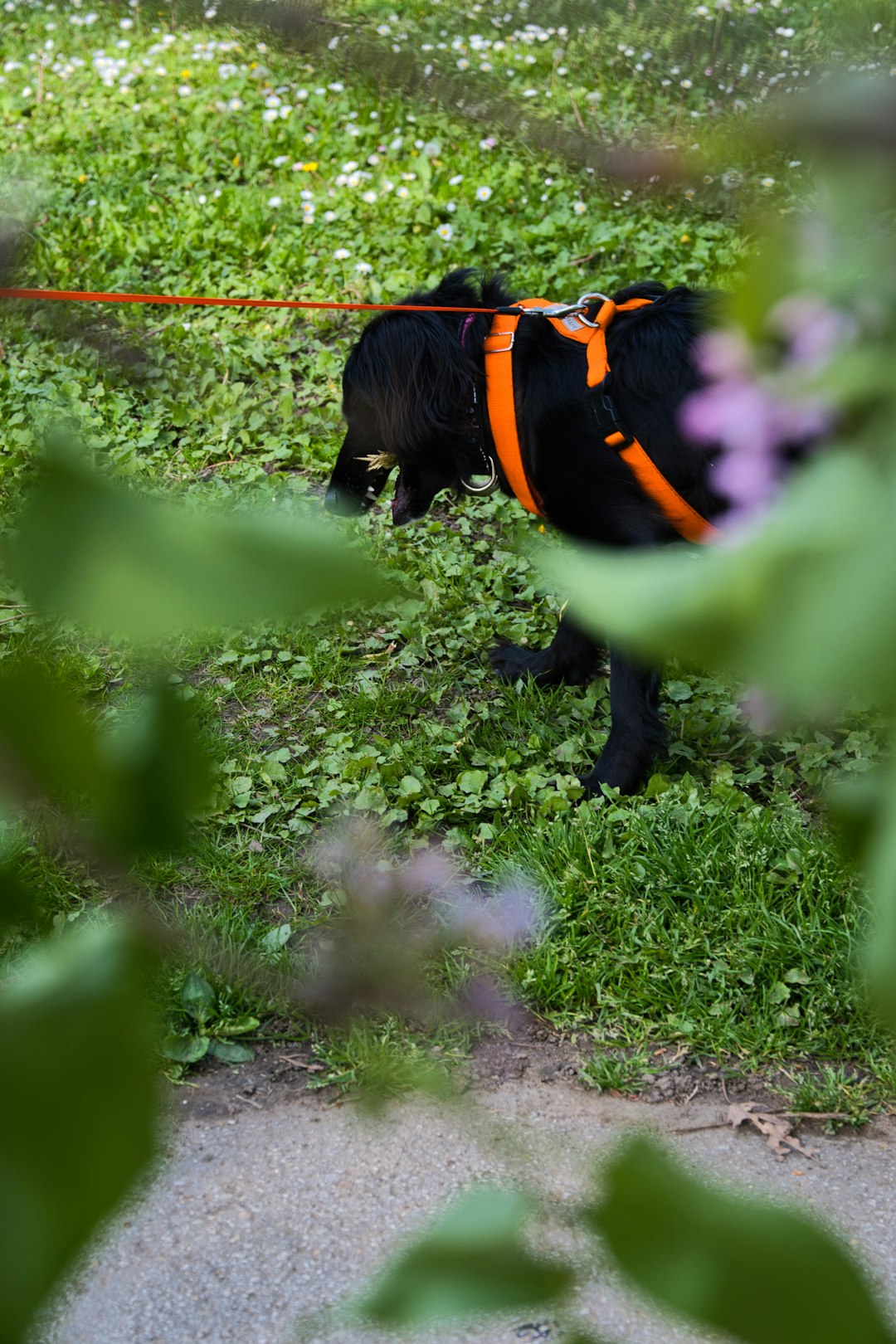 a-black-dog-wearing-an-orange-harness-walks-on-grass-8dja6j6rh3s