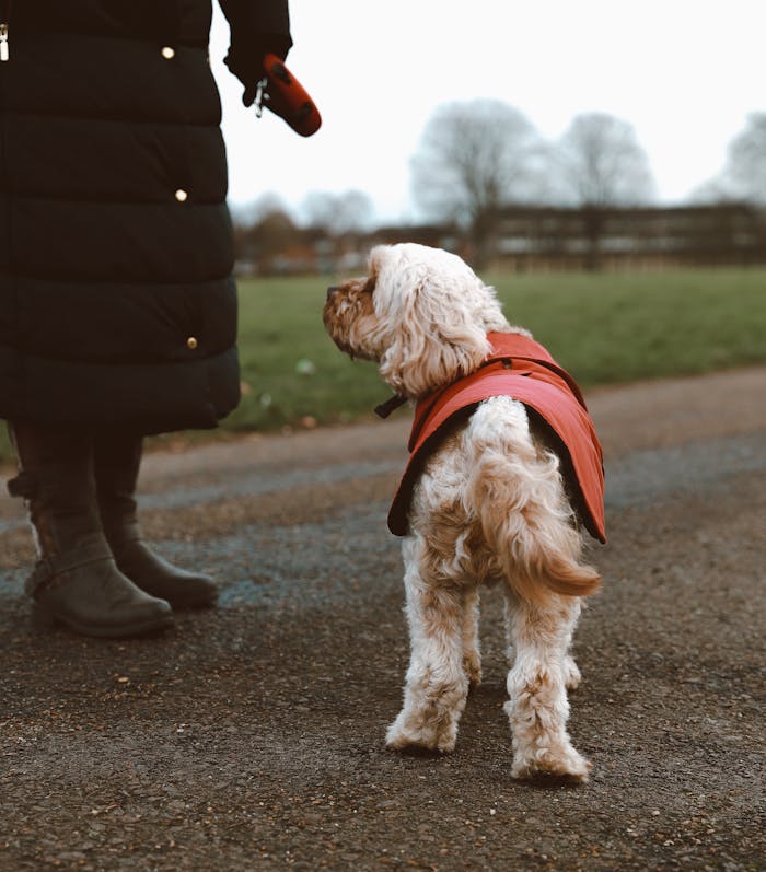 Adorable dog in red coat walking with owner on a park path during winter.