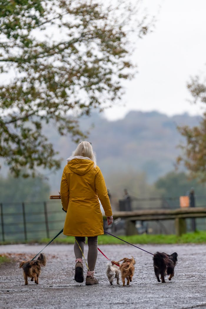 Person walking small dogs on a scenic path in England during fall.
